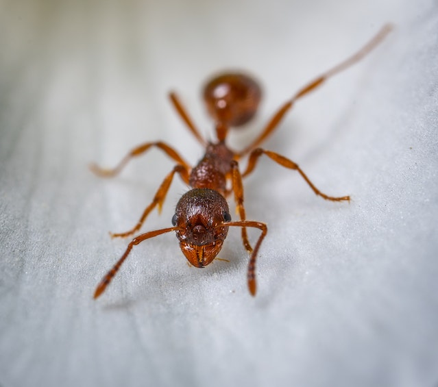 ants-in-my-bathroom